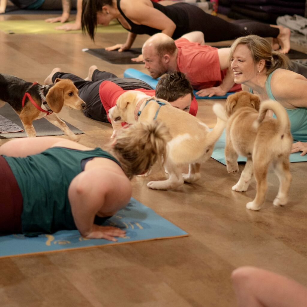 Puppy Yoga